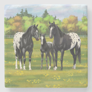 Black Appaloosa Horses In Summer Pasture Stone Coaster
