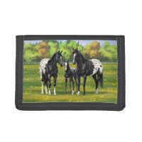 Black Appaloosa Horses In Summer Pasture