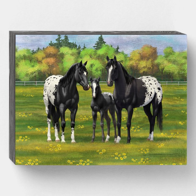 Black Appaloosa Horses In Summer Pasture Wooden Box Sign (Front Horizontal)