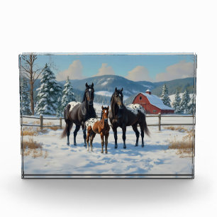 Black Appaloosa Horses on a Farm in Winter Acrylic Award