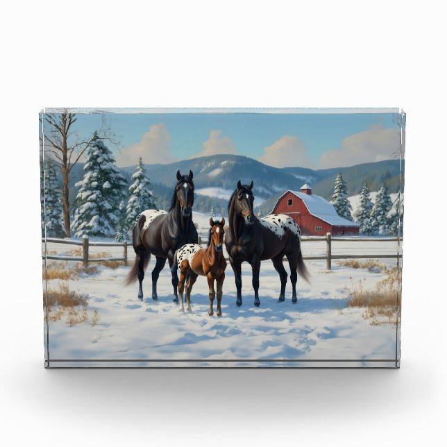 Black Appaloosa Horses on a Farm in Winter Acrylic Award (Front)