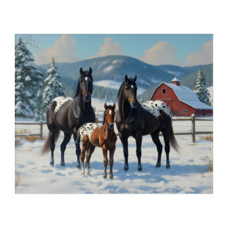 Black Appaloosa Horses on a Farm in Winter Acrylic Print