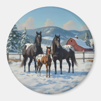 Black Appaloosa Horses on a Farm in Winter Magnet