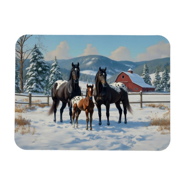 Black Appaloosa Horses on a Farm in Winter Magnet (Horizontal)