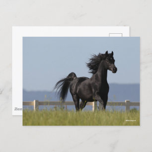Black Arab Stallion Running Mane Flowing Postcard