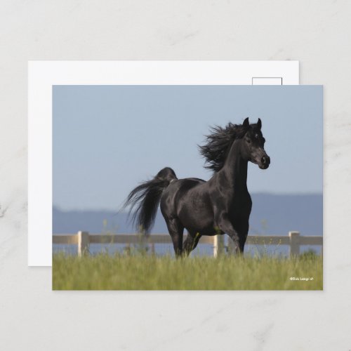 Black Arab Stallion Running Mane Flowing Postcard
