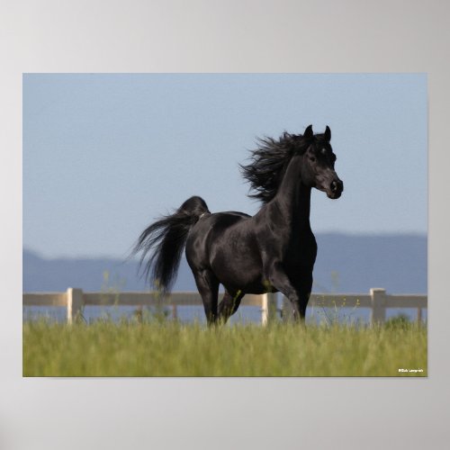 Black Arab Stallion Running Mane Flowing Poster