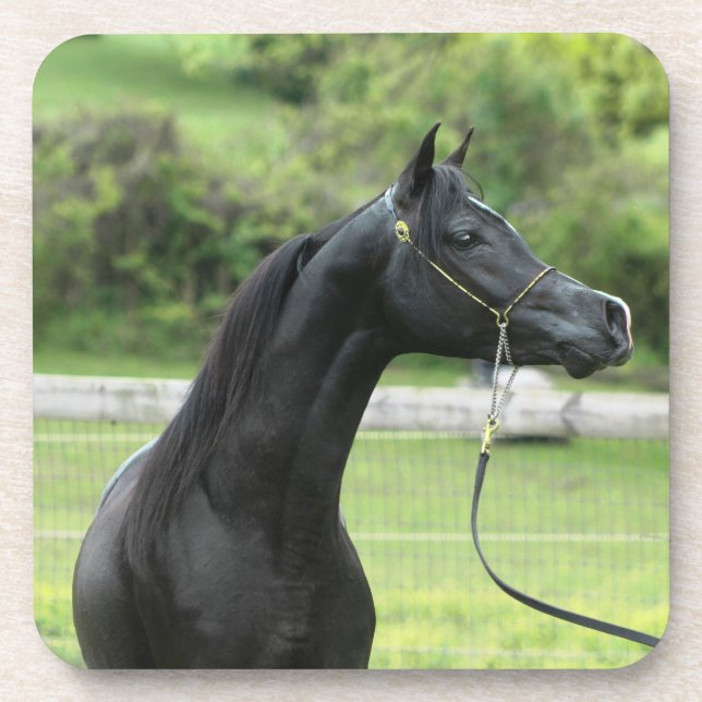 Black arabian on coasters (Front)