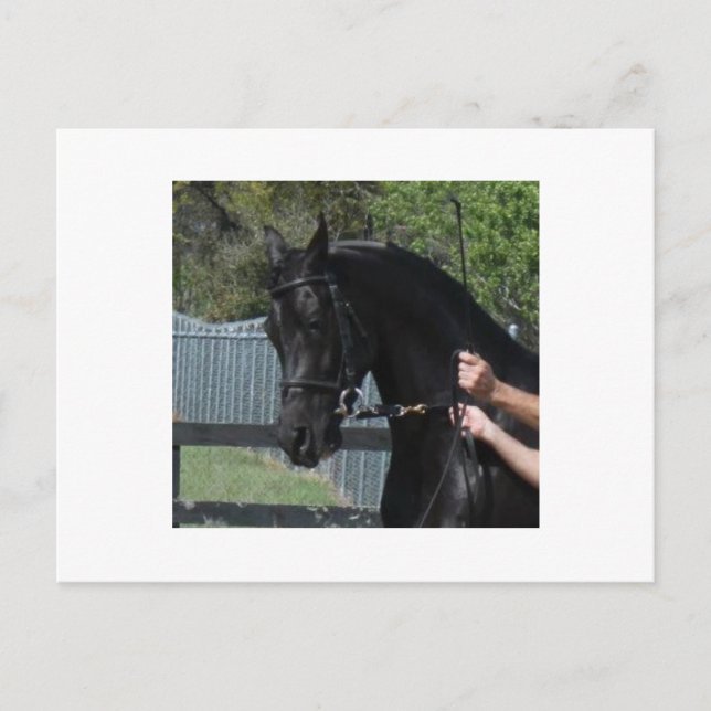 Black Arabian Sport Horse in Hand Postcards (Front)