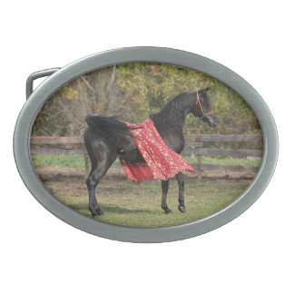 Black Arabian stallion in silk Belt Buckle