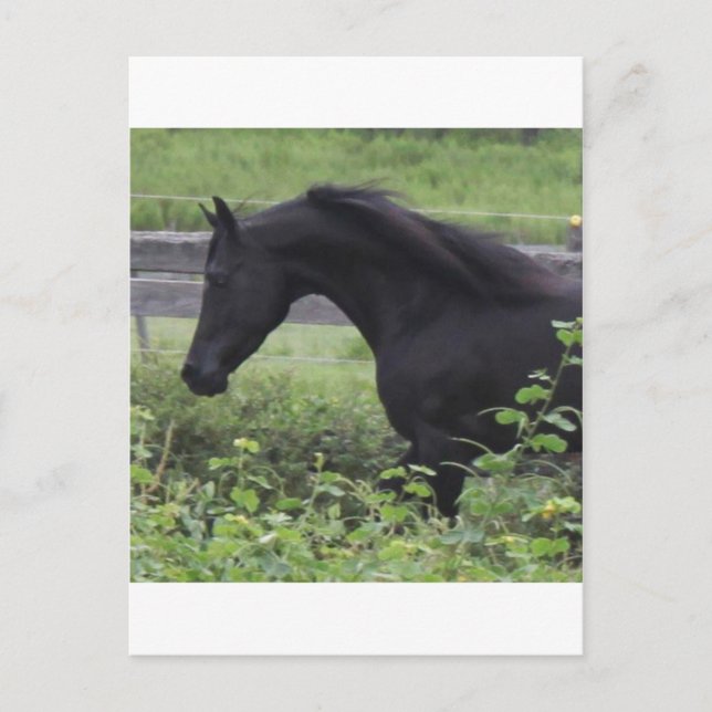 Black Arabian Stallion Postcard (Front)