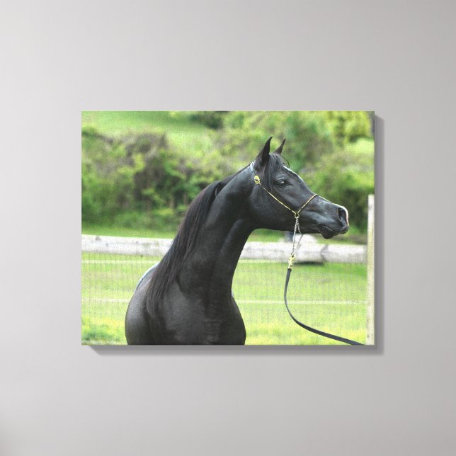 Black Arabian stallion wrapped canvas Print (Front)
