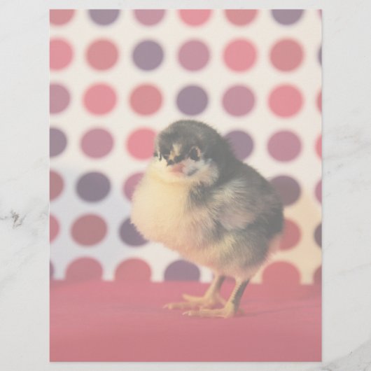 Black Astralorp Chick (Front)