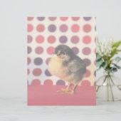 Black Astralorp Chick (Standing Front)