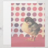 Black Astralorp Chick (Front/Back)