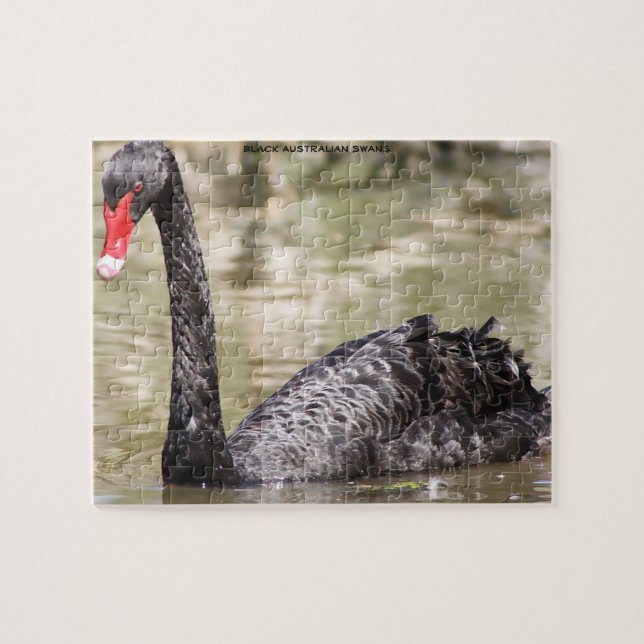 Black Australian Swans Jigsaw Puzzle (Horizontal)