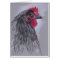 Black Australorp Hen