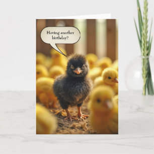 Black Baby Chick Birthday Humor Card