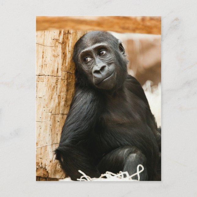 Black Baby Monkey Postcard (Front)