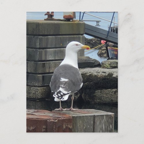 Black_Backed Gull Isle of Islay Scotland Postcard