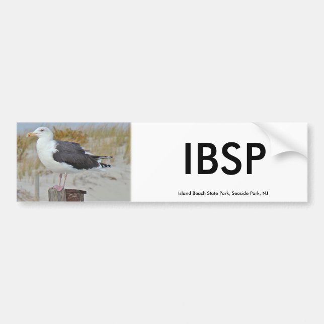 Black Backed Gull Seagull Series Bumper Sticker (Front)
