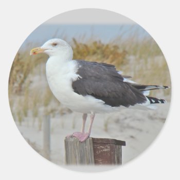 Black Backed Gull Seagull Series Classic Round Sticker by CarolsCamera at Zazzle
