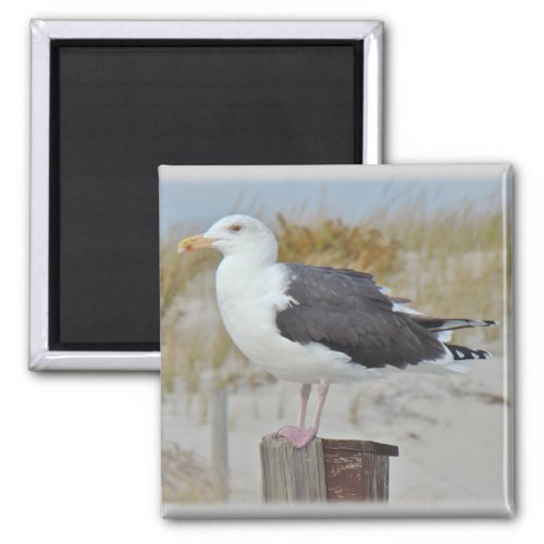 Black Backed Gull Seagull Series Magnet