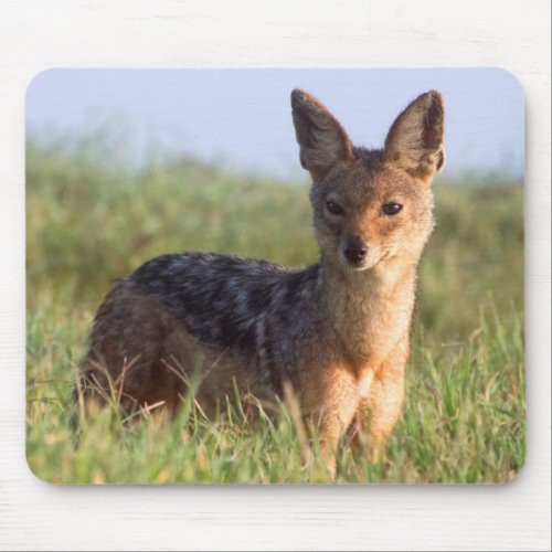 Black_Backed Jackal Ngorongoro Conservation Mouse Pad