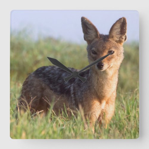 Black_Backed Jackal Ngorongoro Conservation Square Wall Clock