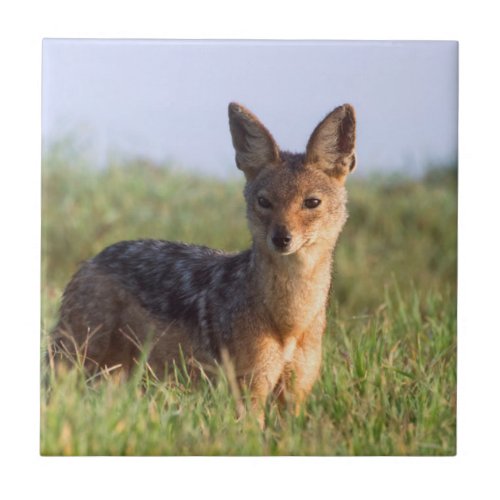 Black_Backed Jackal Ngorongoro Conservation Tile