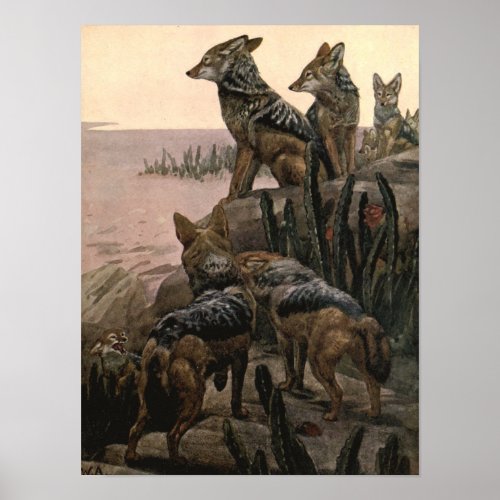 Black Backed Jackals by Winifred Austen Poster