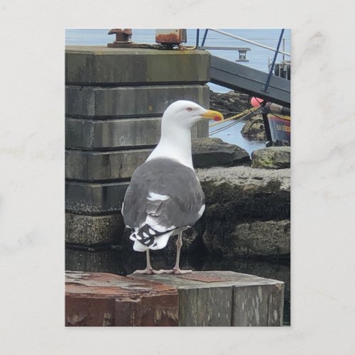 Black_Backed Seagull Isle of Islay Scotland Postcard