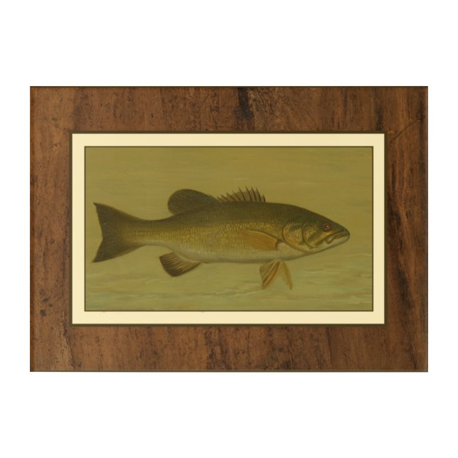 Black Bass on a Green Background Acrylic Print (Front)