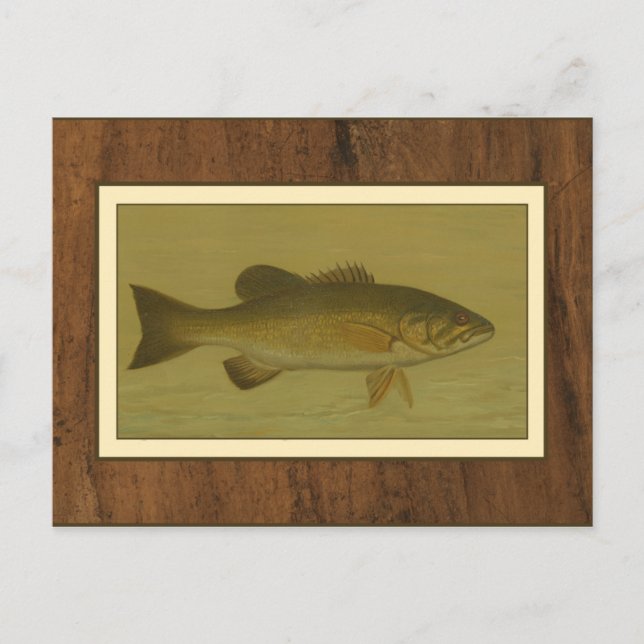 Black Bass on a Green Background Postcard (Front)