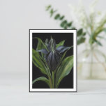 Black Bat Plant On Black, Postcard