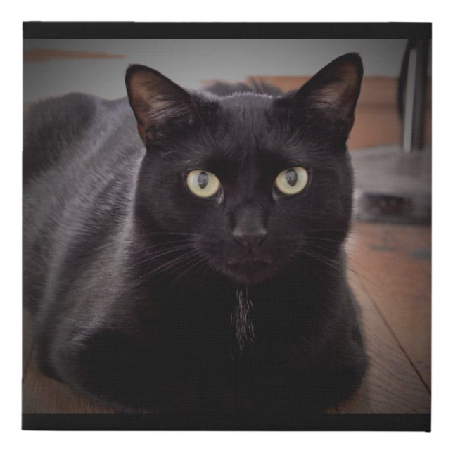 Black Bean Purring Machine Faux Canvas Print (Front)