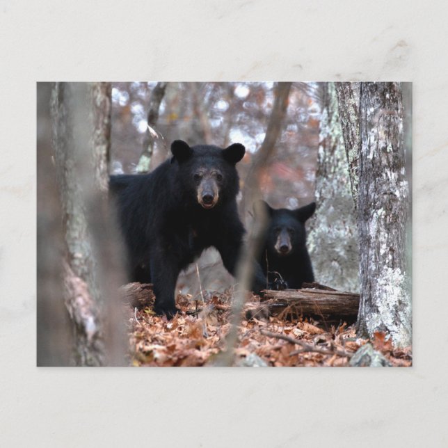 Black Bear and Cub Postcard (Front)