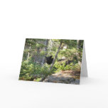 Black Bear at Grand Teton Card