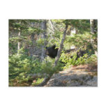 Black Bear at Grand Teton Postcard