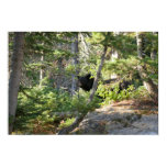 Black Bear at Grand Teton Poster