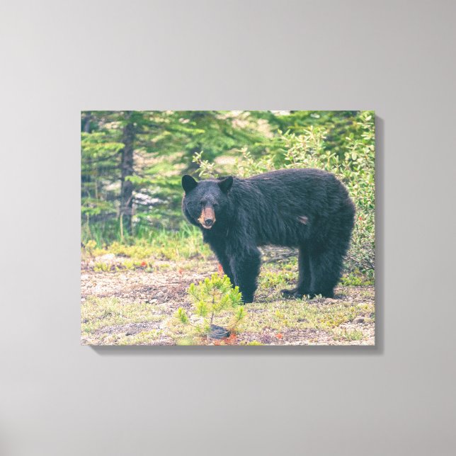 Black Bear Canvas Print (Front)
