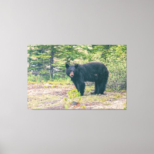Black Bear Canvas Print (Front)