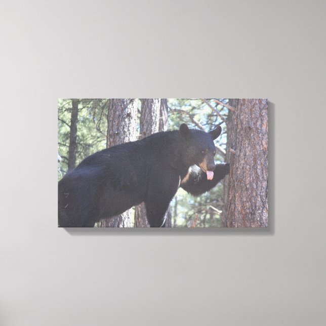 Black Bear Canvas Prints (Front)