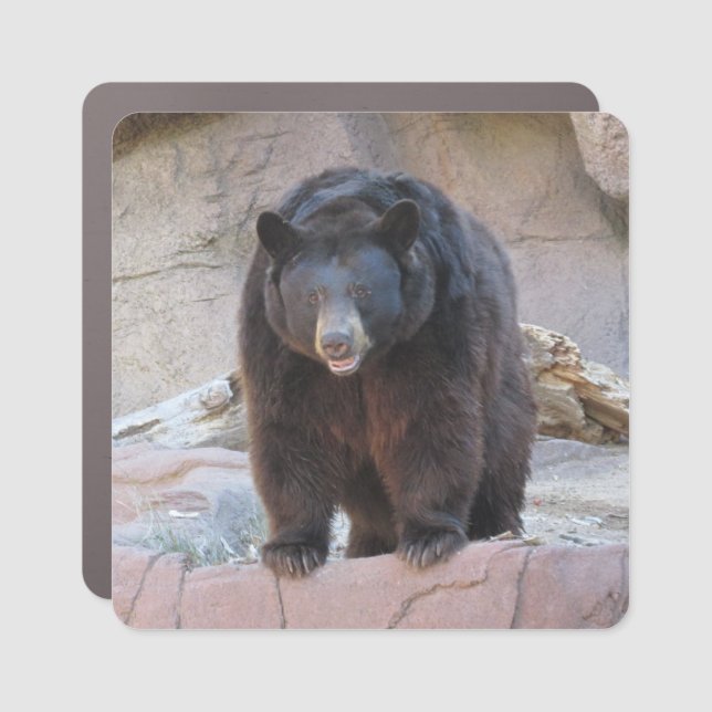 Black Bear Car Magnet (Front)