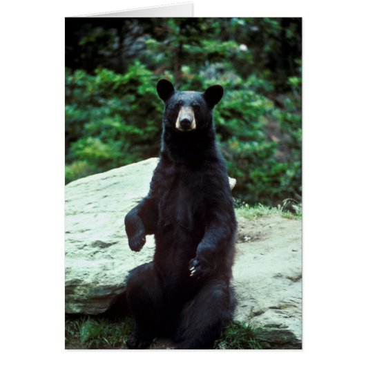 Black bear cards (Front)
