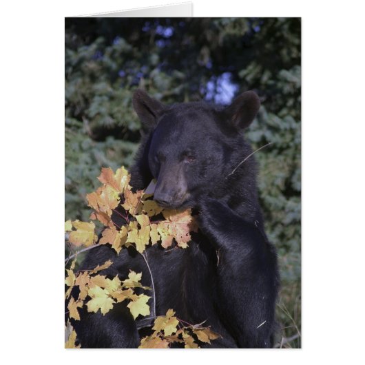 Black Bear Cards (Front)