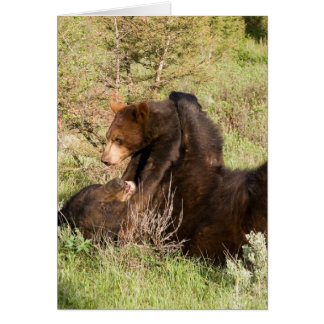 Black Bear Cards