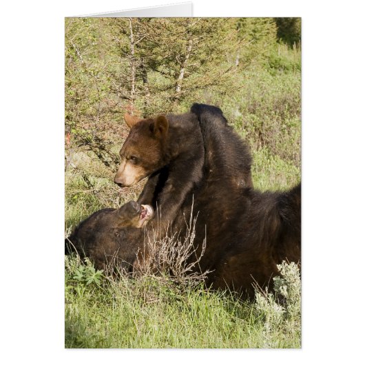 Black Bear Cards (Front)