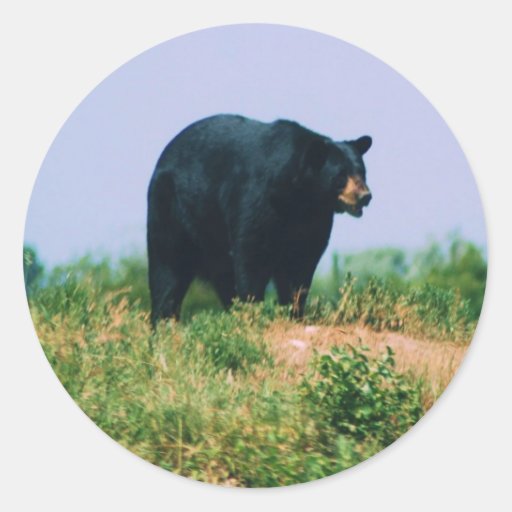 black bear classic round sticker | Zazzle