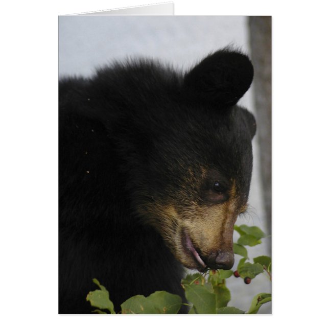 Black Bear Cub Cards (Front)
